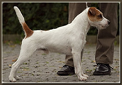 orlando-vom-mutschenhof-klubsiegerschau-bensheim8-2012